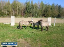 Konik polski - Obrazek 2