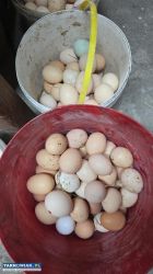 Jajka wiejskie - Obrazek 1