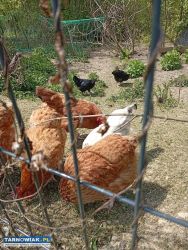 Jajka na sprzedaż - Obrazek 1