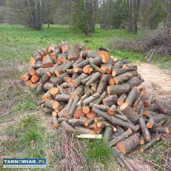 Dzewo olcha - Obrazek 1
