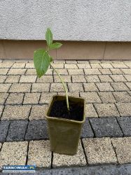 Rośliny ogrodowe nadwyżki - Obrazek 3