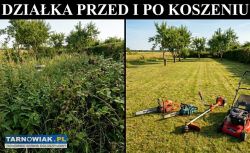 Pogromca chaszczy: koszenie nieużytków i trawników - Obrazek 1