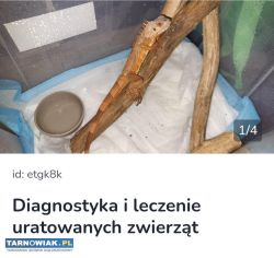 Pomoc w leczeniu zwierząt - Obrazek 1