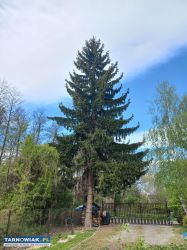 Oddam świerka - Obrazek 1
