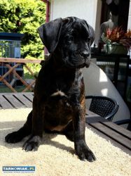 Cane corso zkwp fci - Obrazek 2