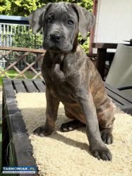 Cane corso zkwp fci - Obrazek 1