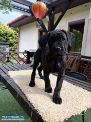 Cane corso zkwp fci - Obrazek 3