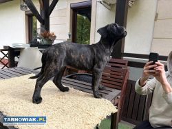 Cane corso zkwp fci - Obrazek 4