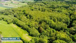 3 działki rolne na sprzedaż | Skrzyszów | 1,56 ha - Obrazek 3