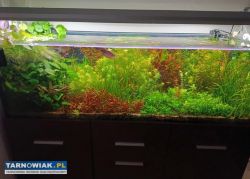 Akwarium z wyposażeniem 550L - Okazja! - Obrazek 2
