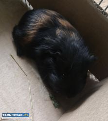Oddam świnki morskie(zadarmo) - Obrazek 1