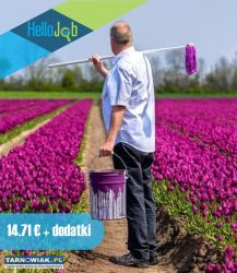 Praca logistyka, produkcja, kwiaty Holandia - Obrazek 3