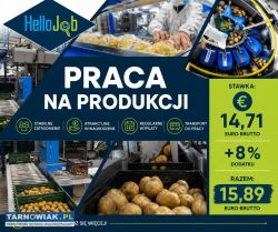 Praca logistyka, produkcja, kwiaty Holandia - Obrazek 2