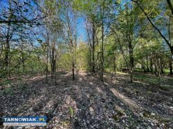 Działka w lesie z warunkami zabudowy, 2 km Wojnicz - Obrazek 3