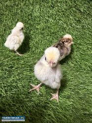 Piskleta czubatki holenderskiej - Obrazek 1