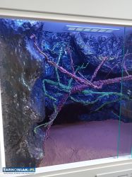 Terrarium - Obrazek 3