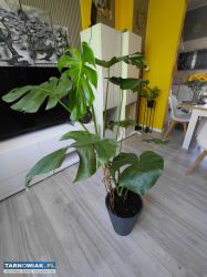 Sprzedam dwa kwiaty monstera - Obrazek 1
