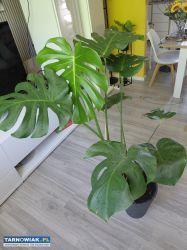 Sprzedam dwa kwiaty monstera - Obrazek 2