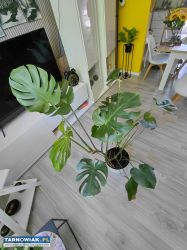 Sprzedam dwa kwiaty monstera - Obrazek 3