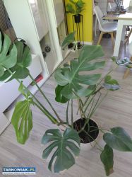 Sprzedam dwa kwiaty monstera - Obrazek 4