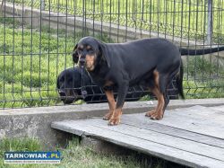 Slowacki Gonczy Suka - Obrazek 1
