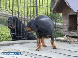 Slowacki Gonczy Suka - Obrazek 3