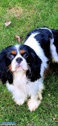 Cavalier King Charles Spaniel - Obrazek 1