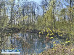 5 atrakcyjnych działek -dąbrowa tarnowska - Obrazek 3