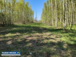 Atrakcyjne działki budowlane - mędrzechów - Obrazek 1