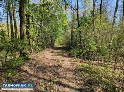 Atrakcyjne działki budowlane - mędrzechów - Obrazek 3
