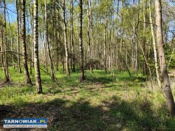 Atrakcyjne działki budowlane - mędrzechów - Obrazek 4