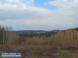 Działki z Lasem - Obrazek 4
