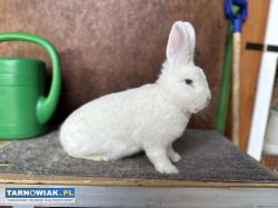 Wiedeński Biały z rodowodem - Obrazek 4