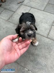 Yorki - Obrazek 3