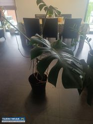 Duża roślina monstera - Obrazek 4