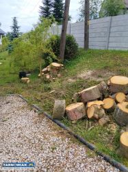 Sprzedam drzewo - Obrazek 2