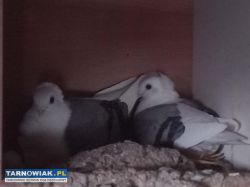gołębie mewki , wywrotki - Obrazek 2