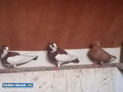 gołębie mewki , wywrotki - Obrazek 1
