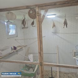 Do sprzedania kurnik gołebnik itp - Obrazek 4