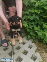 Oddam w dobre ręce pieski - Obrazek 3