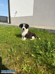 Oddam pieska za darmo - Obrazek 3
