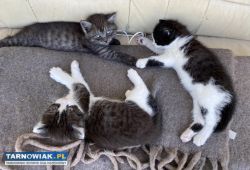 Kotki w dobre ręce - Obrazek 2