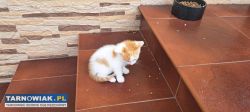 Kotki do adopcji - Obrazek 2