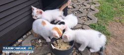Kotki do adopcji - Obrazek 1