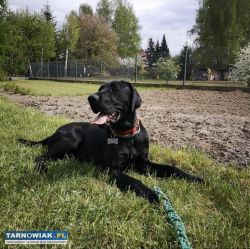 Czarny labrador do adopcji - Obrazek 4