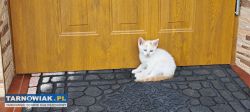 Koty do adopcji - Obrazek 1
