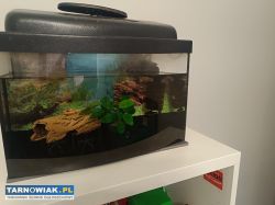 Akwarium z pompką i lampka 40x25x20 - Obrazek 2