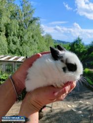 Króliki miniaturki - Obrazek 2