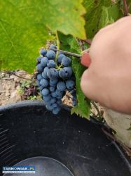 Winobranie 2026 Francja - Obrazek 1