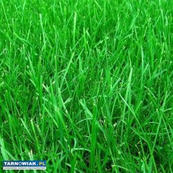 bud Tarnów Gumniska 30 ar lub 10 ar - Obrazek 1